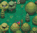 Rainbow Tulip in Ilex Forest