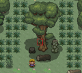 Heart Peach in Viridian Forest